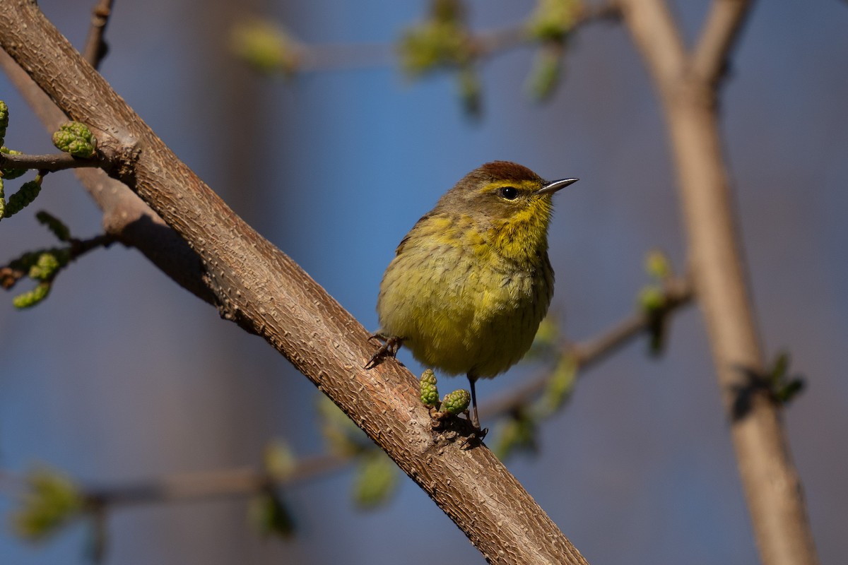 Palm Warbler - ML441610341