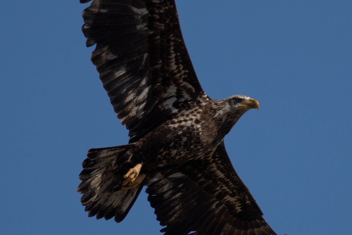 Bald Eagle - ML441610391