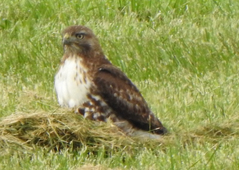 Red-tailed Hawk - ML441611261