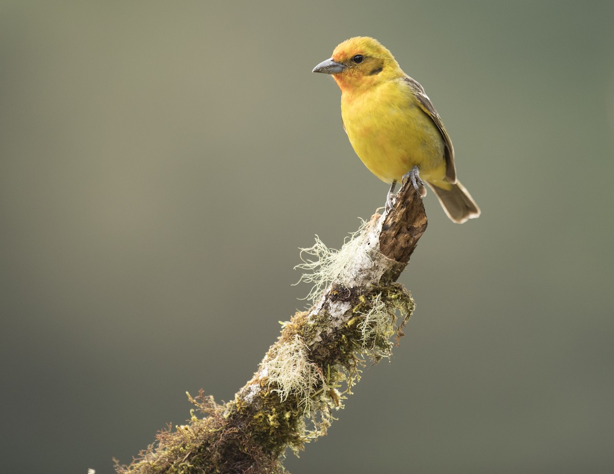 Flame-colored Tanager - Ken Langelier