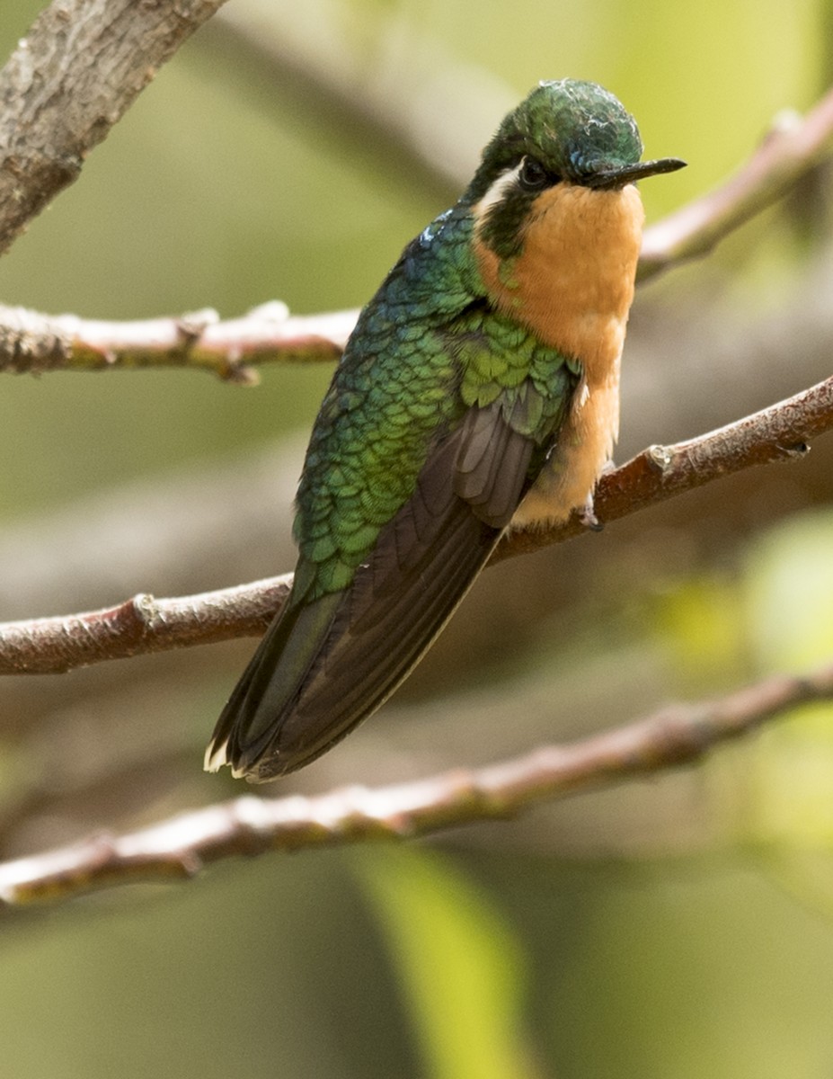 White-throated Mountain-gem - ML44161181