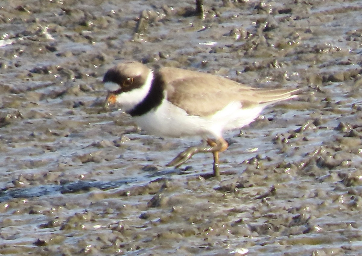 Semipalmated Plover - ML441613741