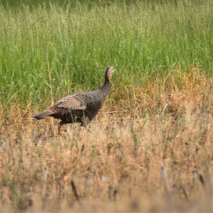 Wild Turkey - ML441614631