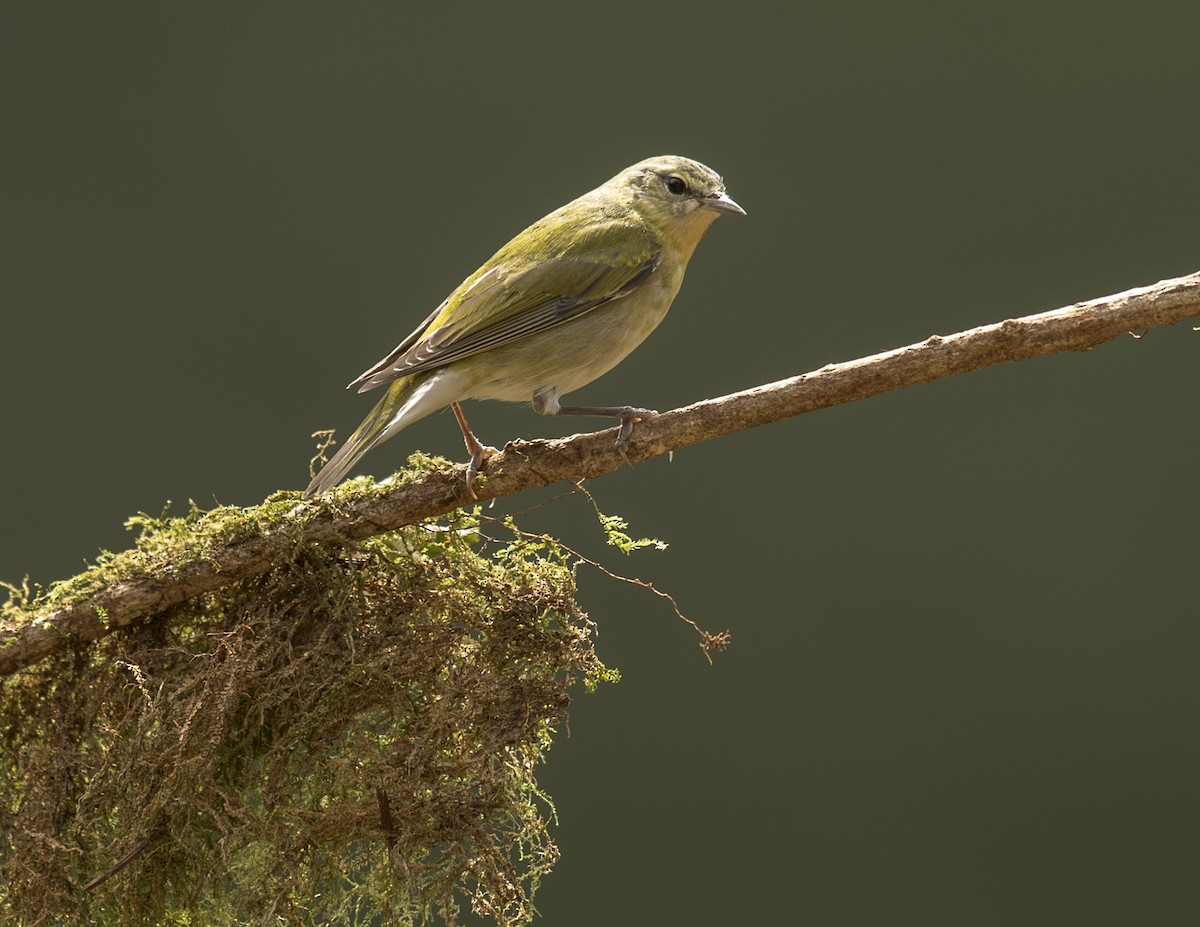 Tennessee Warbler - ML44161511