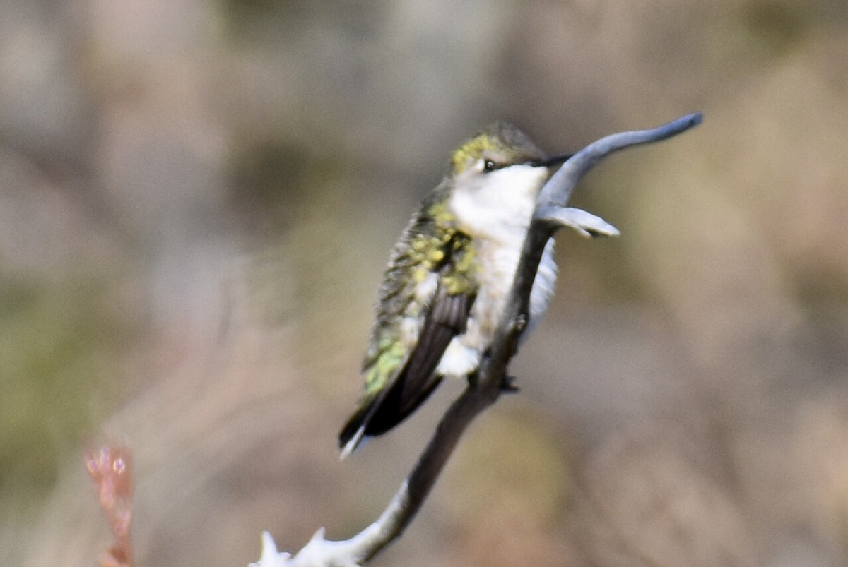 Ruby-throated Hummingbird - ML441616341