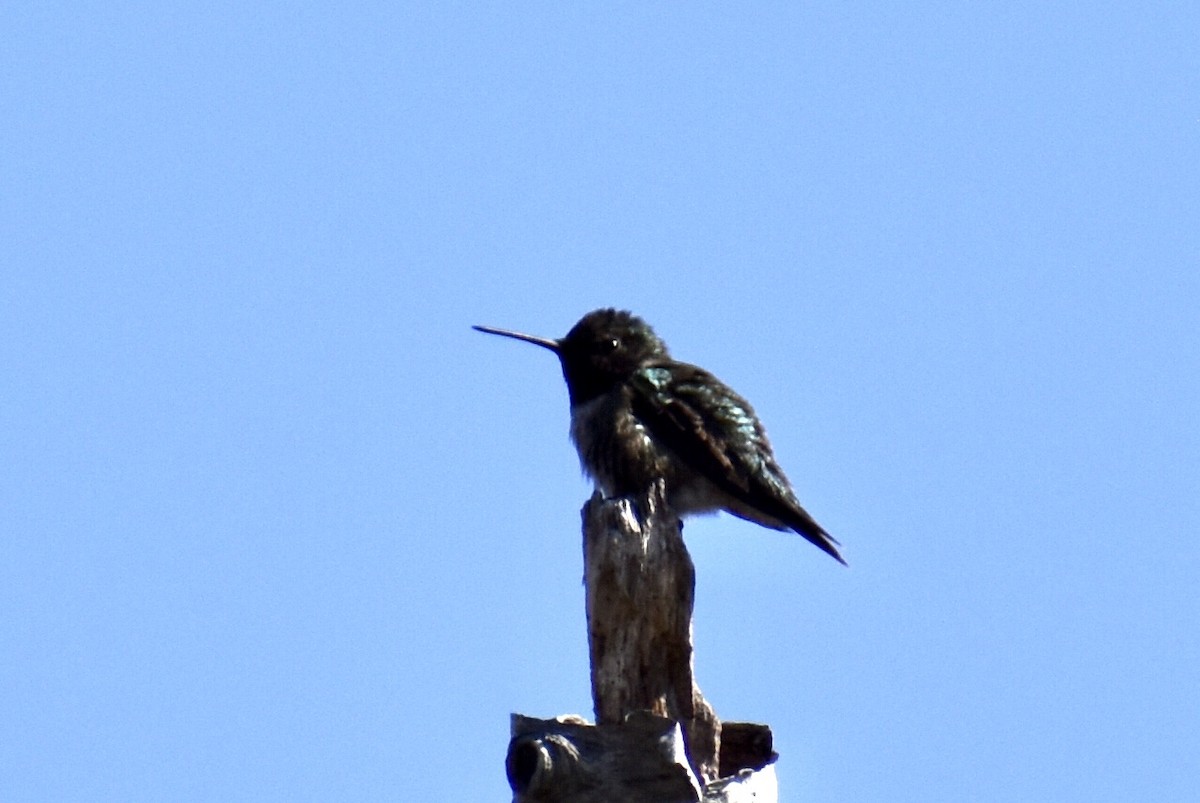 Ruby-throated Hummingbird - ML441616351