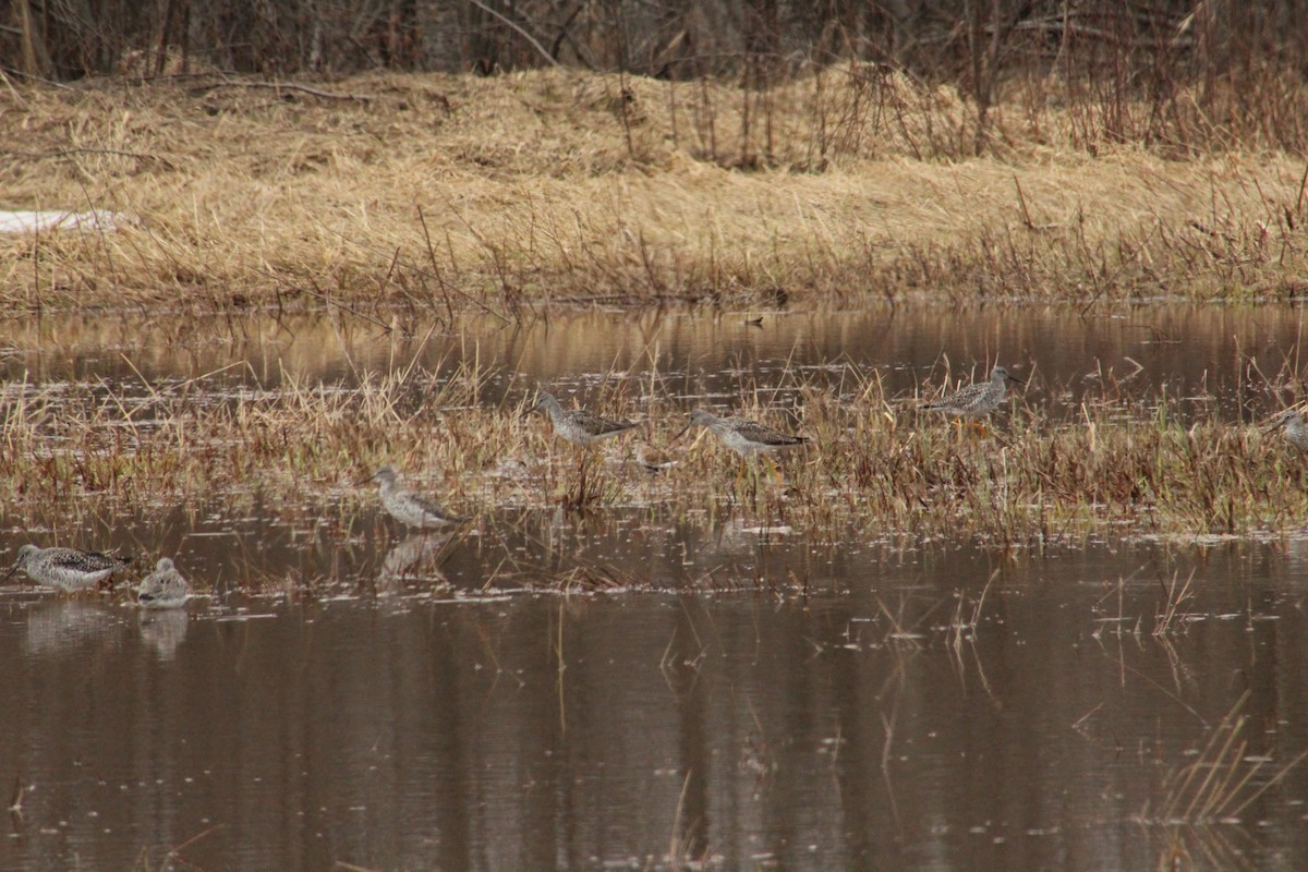 Bécasseau variable - ML441617041
