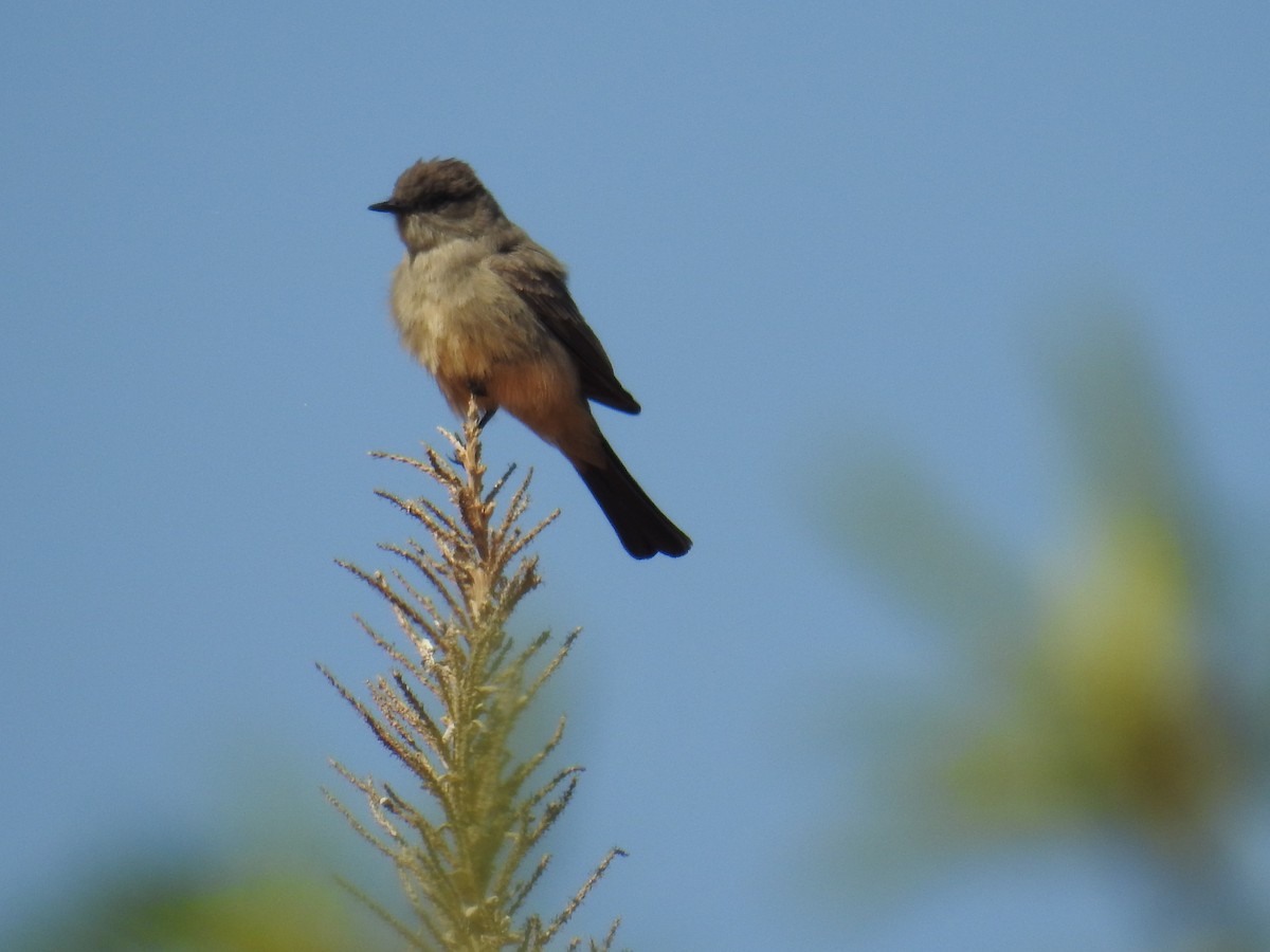 Say's Phoebe - ML441617471