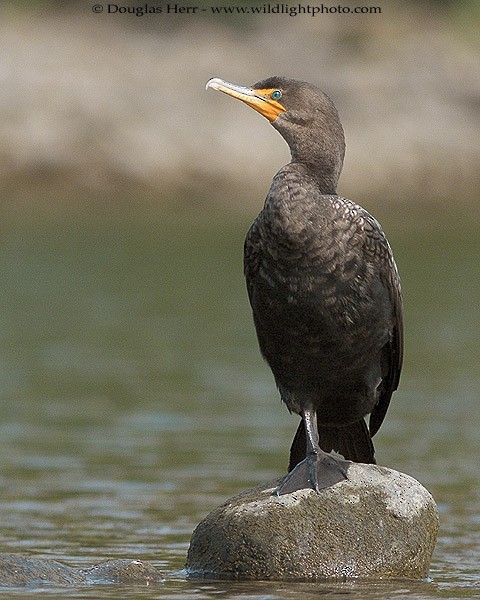 Double-crested Cormorant - Douglas Herr