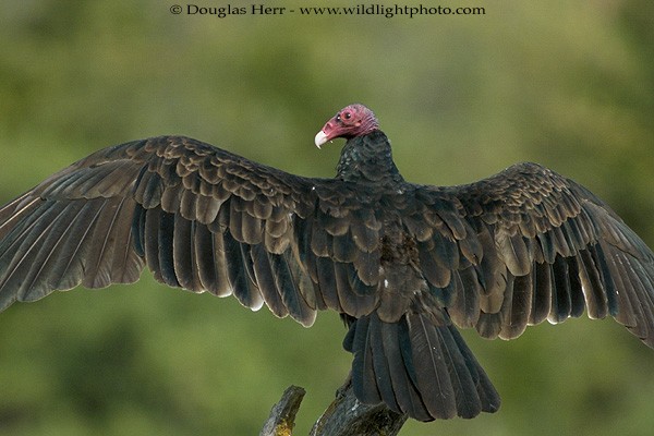 Turkey Vulture - Douglas Herr