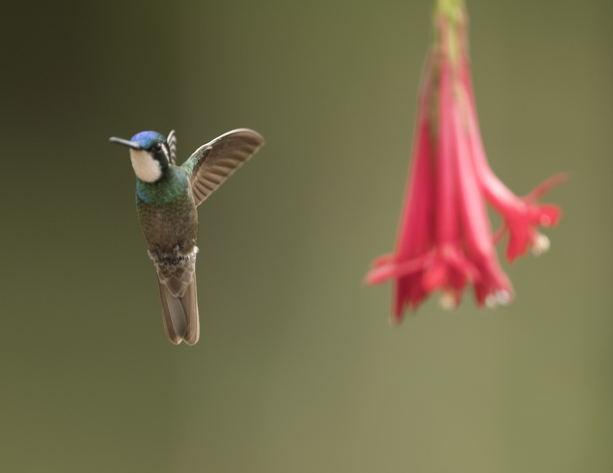 Colibri à ventre châtain - ML44161911