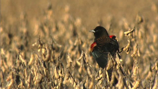 Red-winged Blackbird (Red-winged) - ML441620