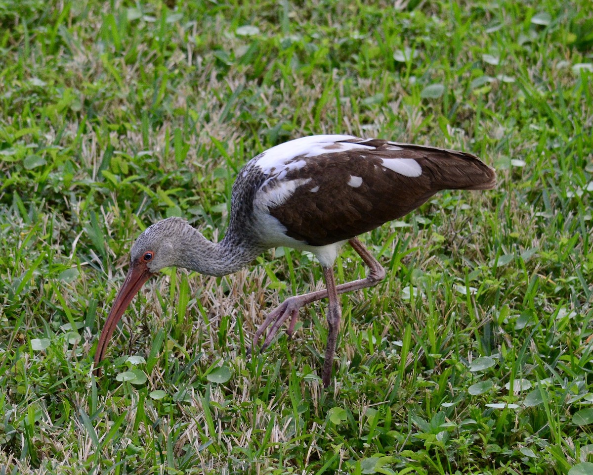 White Ibis - Jonathan Blithe