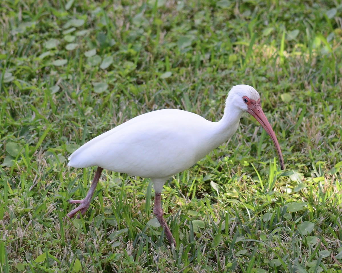 White Ibis - Jonathan Blithe