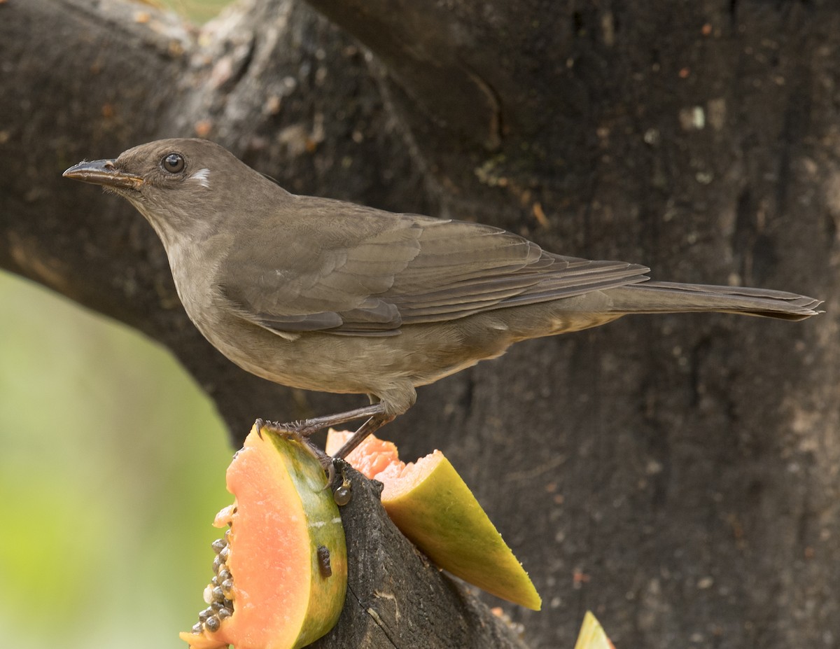 Mountain Thrush - ML44162141