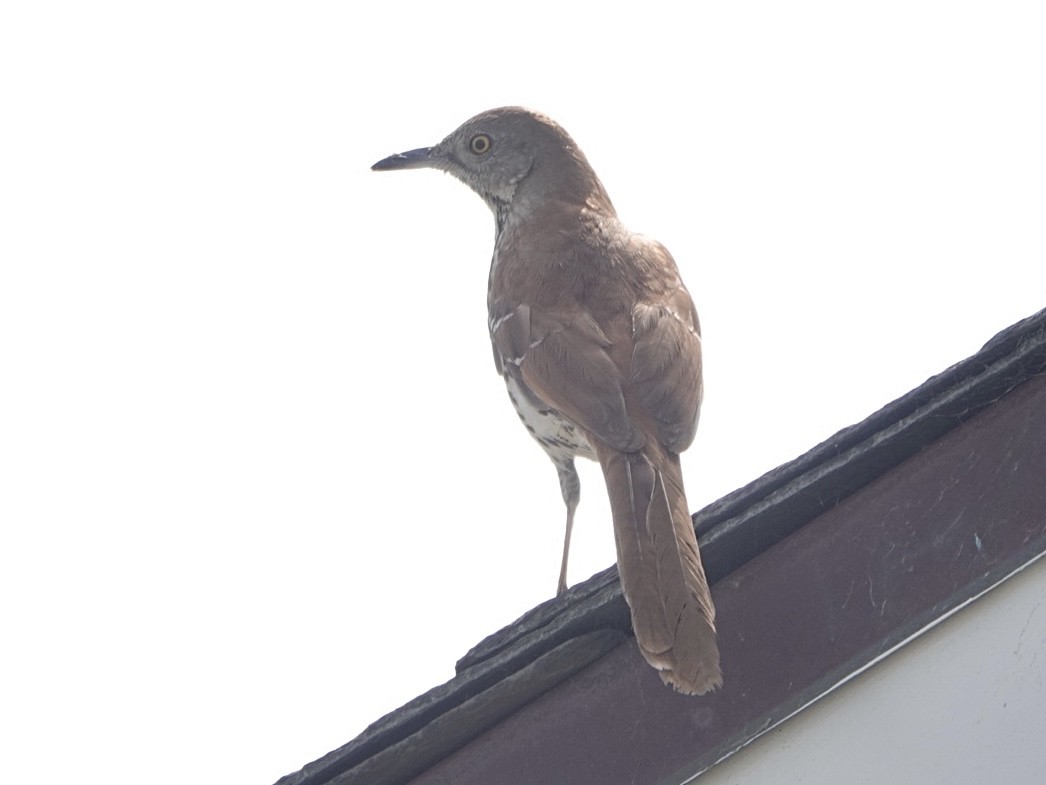 Brown Thrasher - Brian Daniels