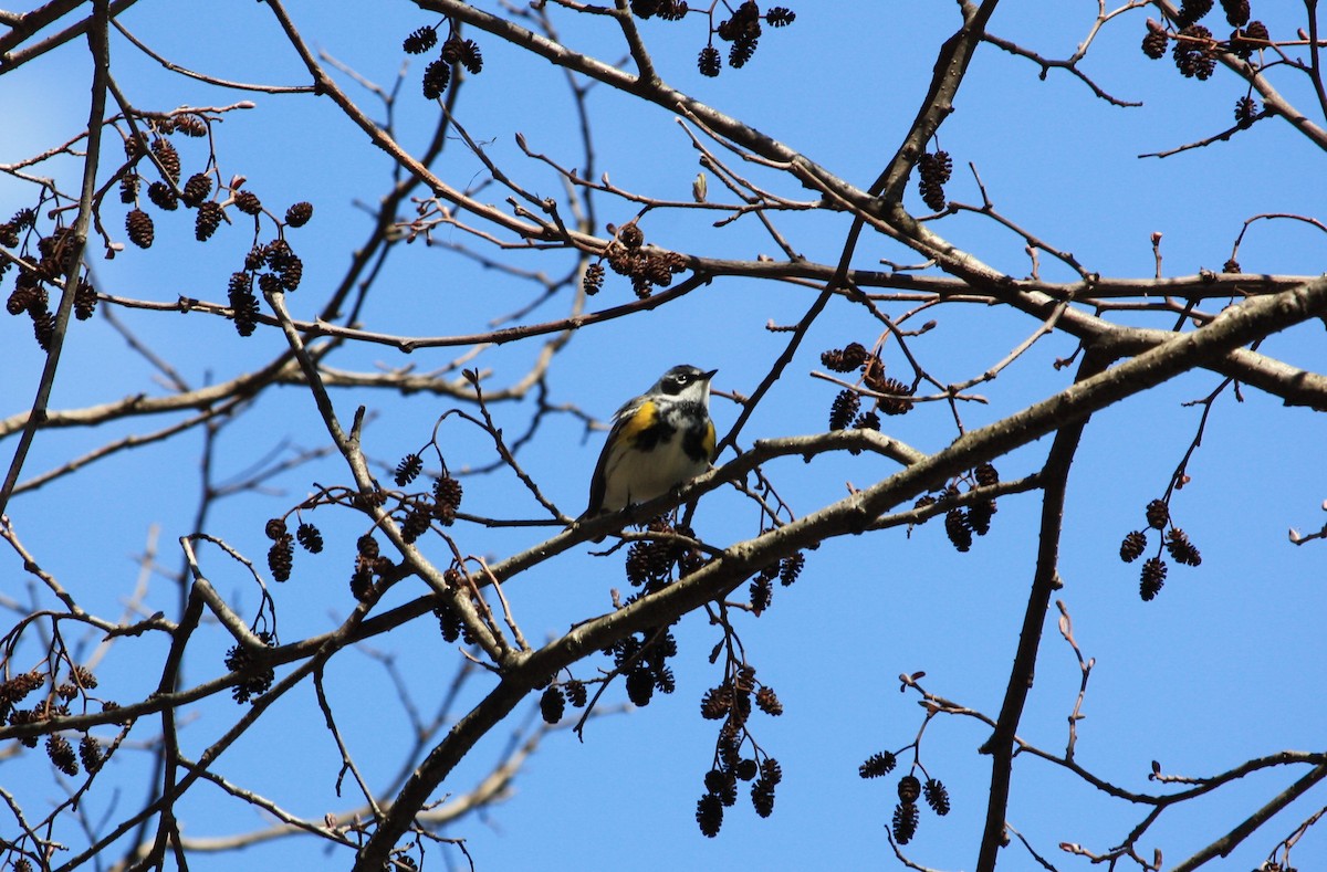 Yellow-rumped Warbler - ML441623601