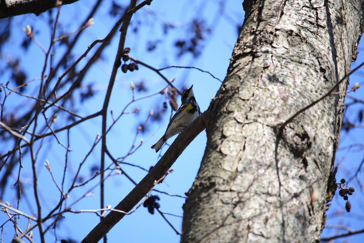 Yellow-rumped Warbler - ML441623641