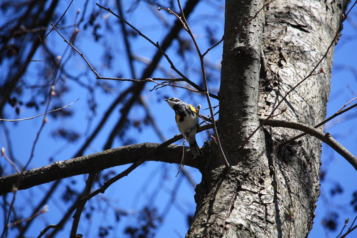 Yellow-rumped Warbler - ML441623651