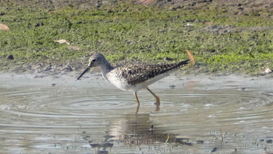 Lesser Yellowlegs - ML441624131