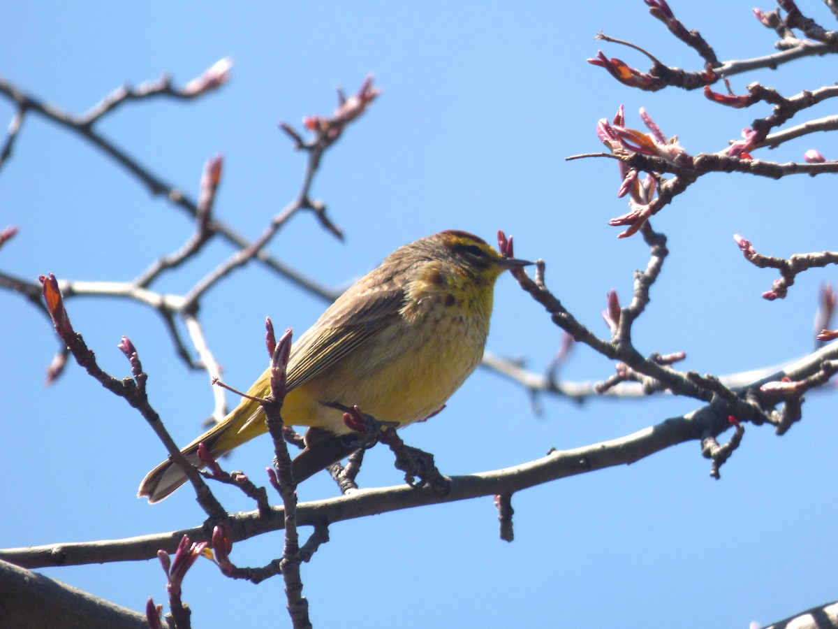 Palm Warbler - ML441626171