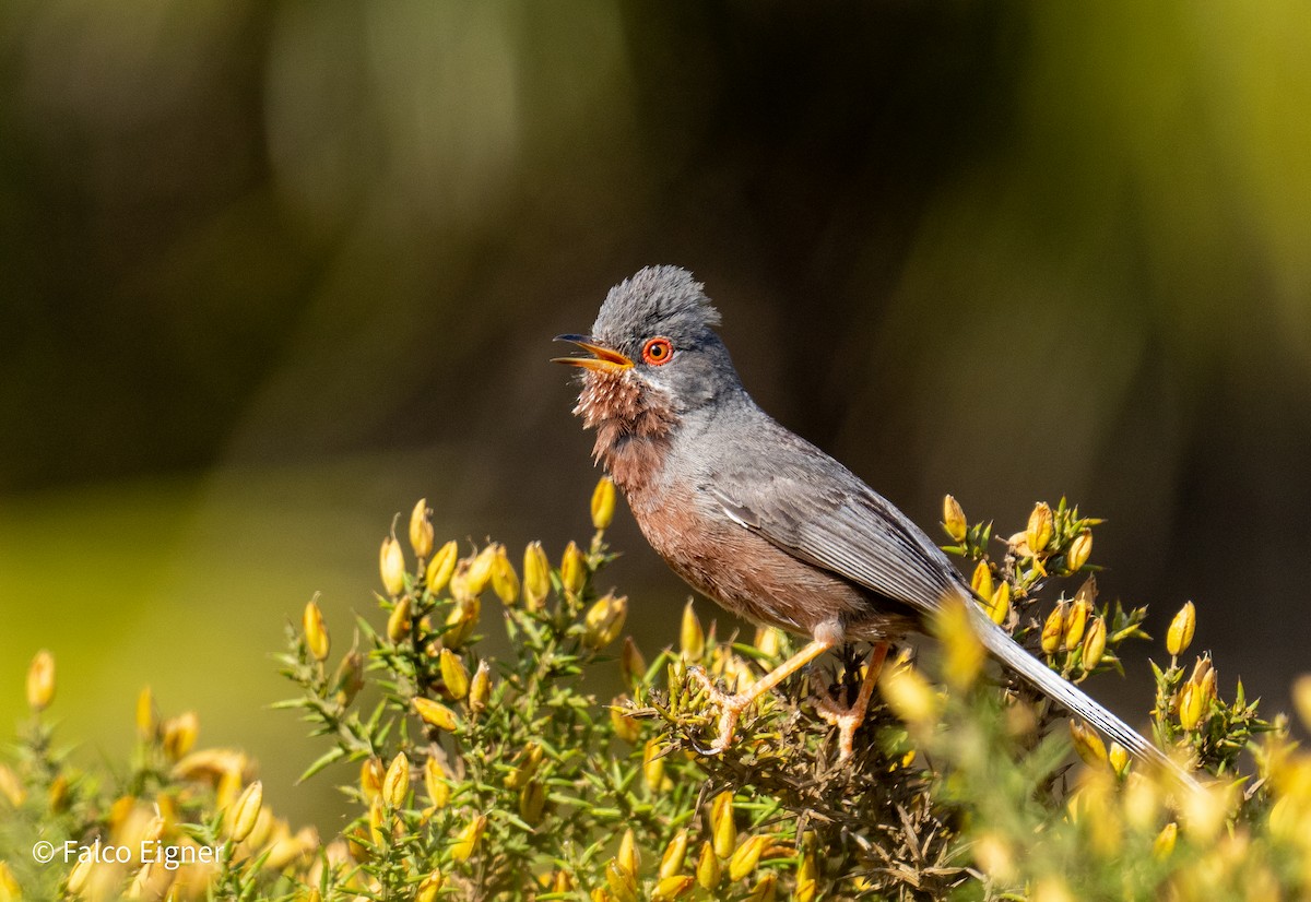 Dartford Warbler - Falco Eigner