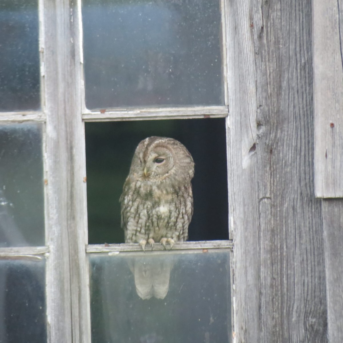 Tawny Owl - ML441626981