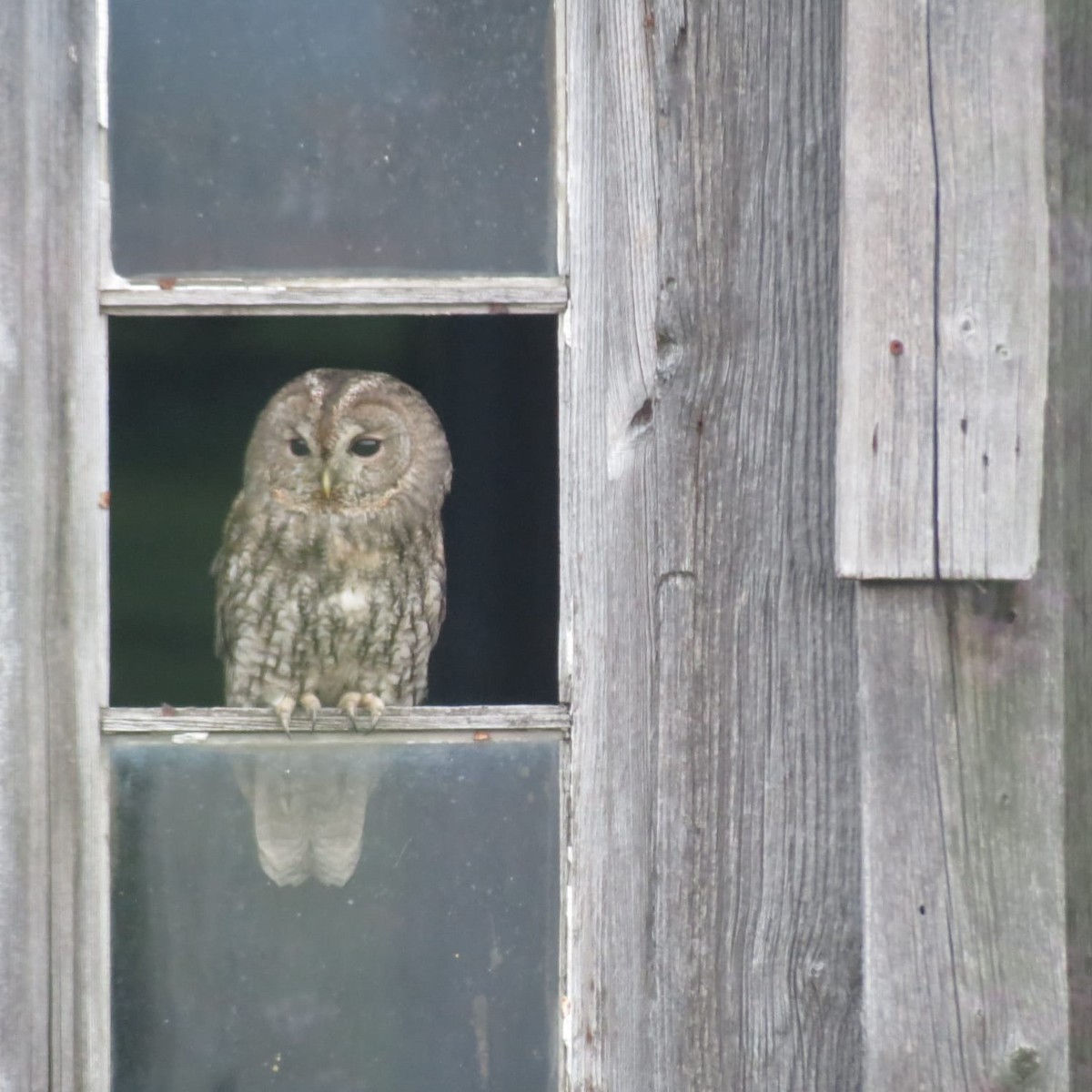 Tawny Owl - ML441626991