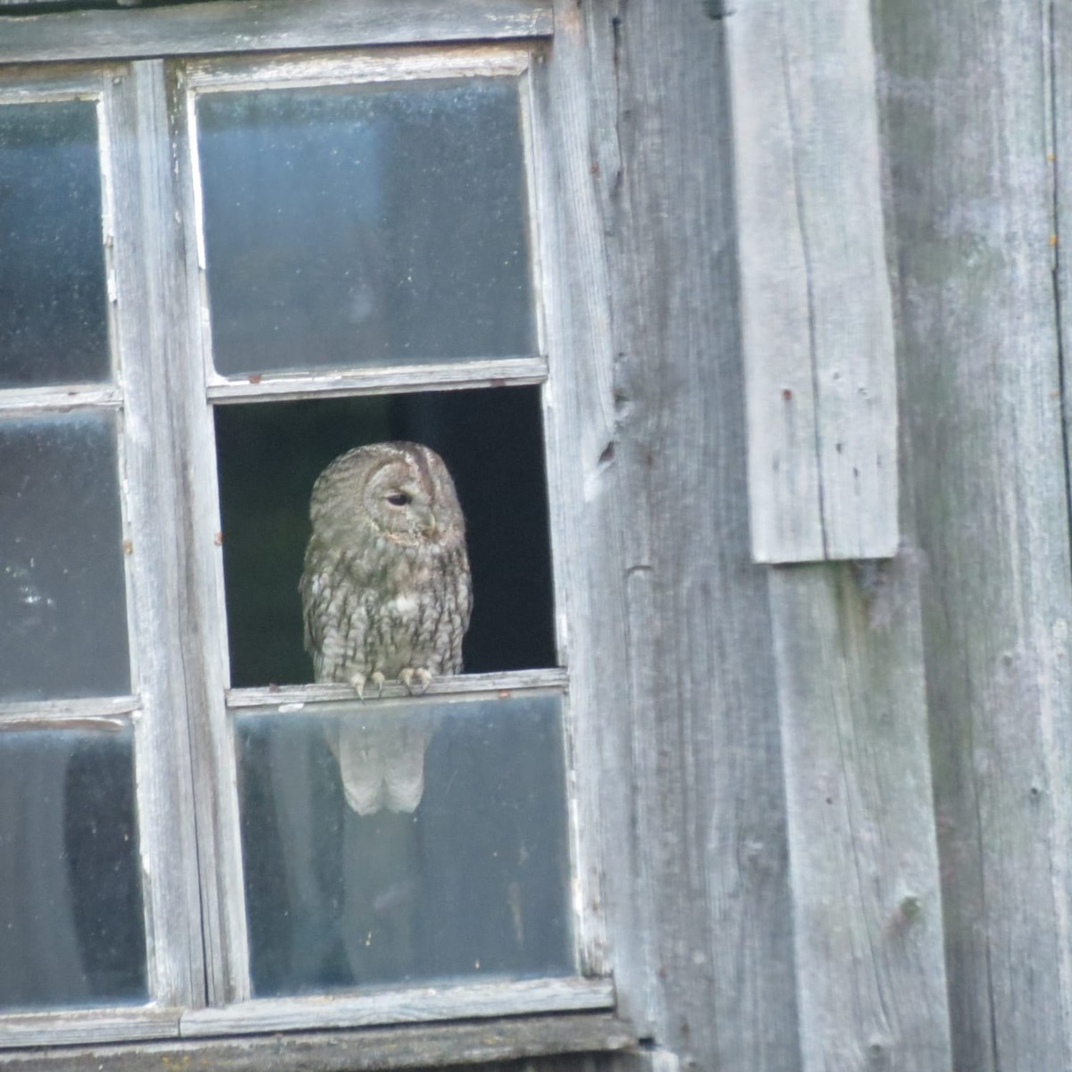 Tawny Owl - ML441627001