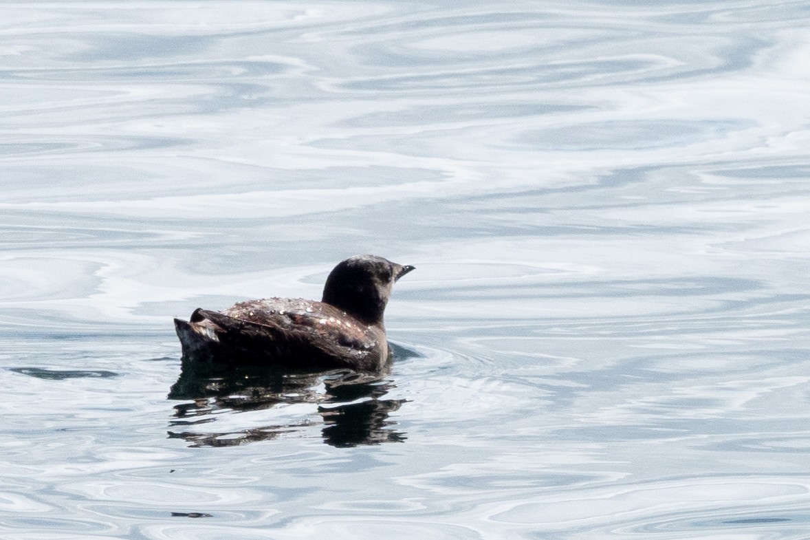 Marbled Murrelet - Wayne Lattuca