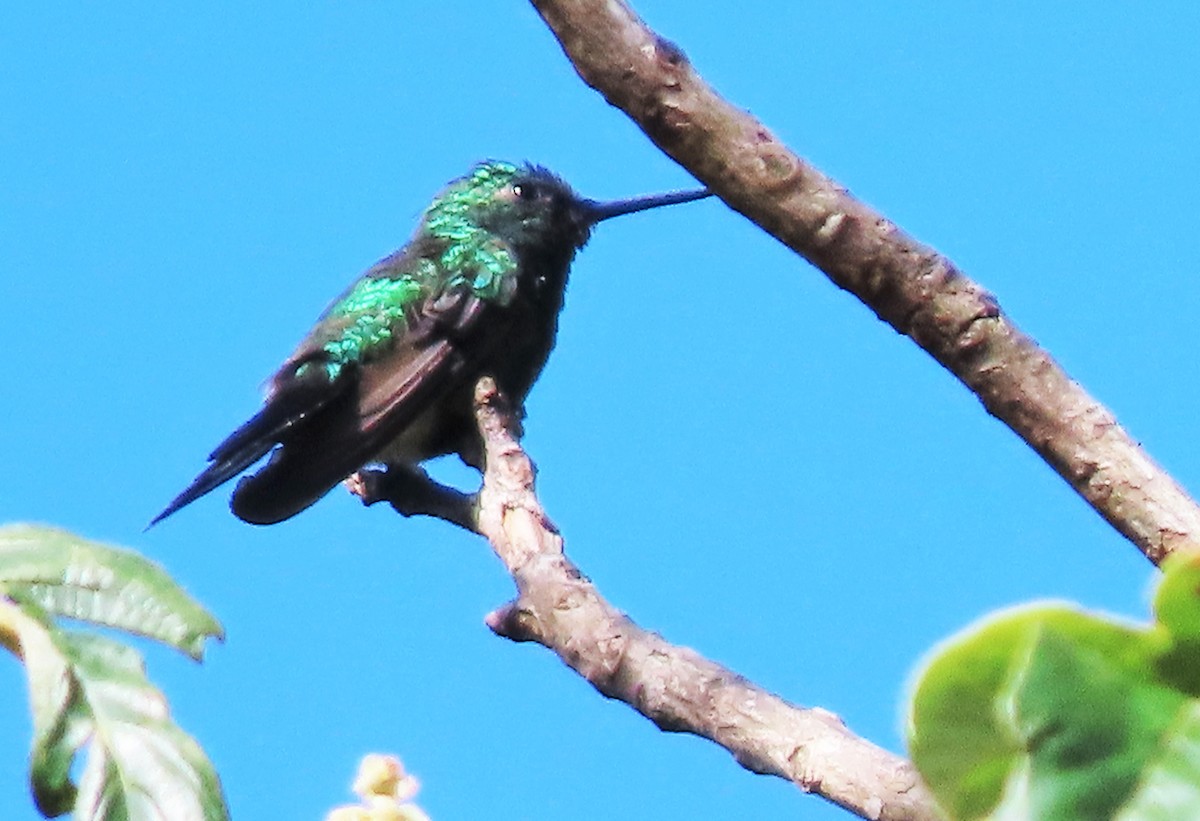 Colibri à ventre noir - ML441629741