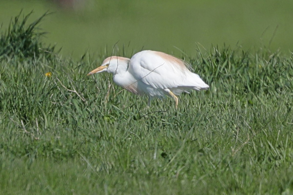 Western Cattle Egret - ML441632121