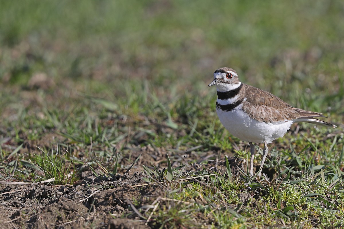 Killdeer - Julie Blue