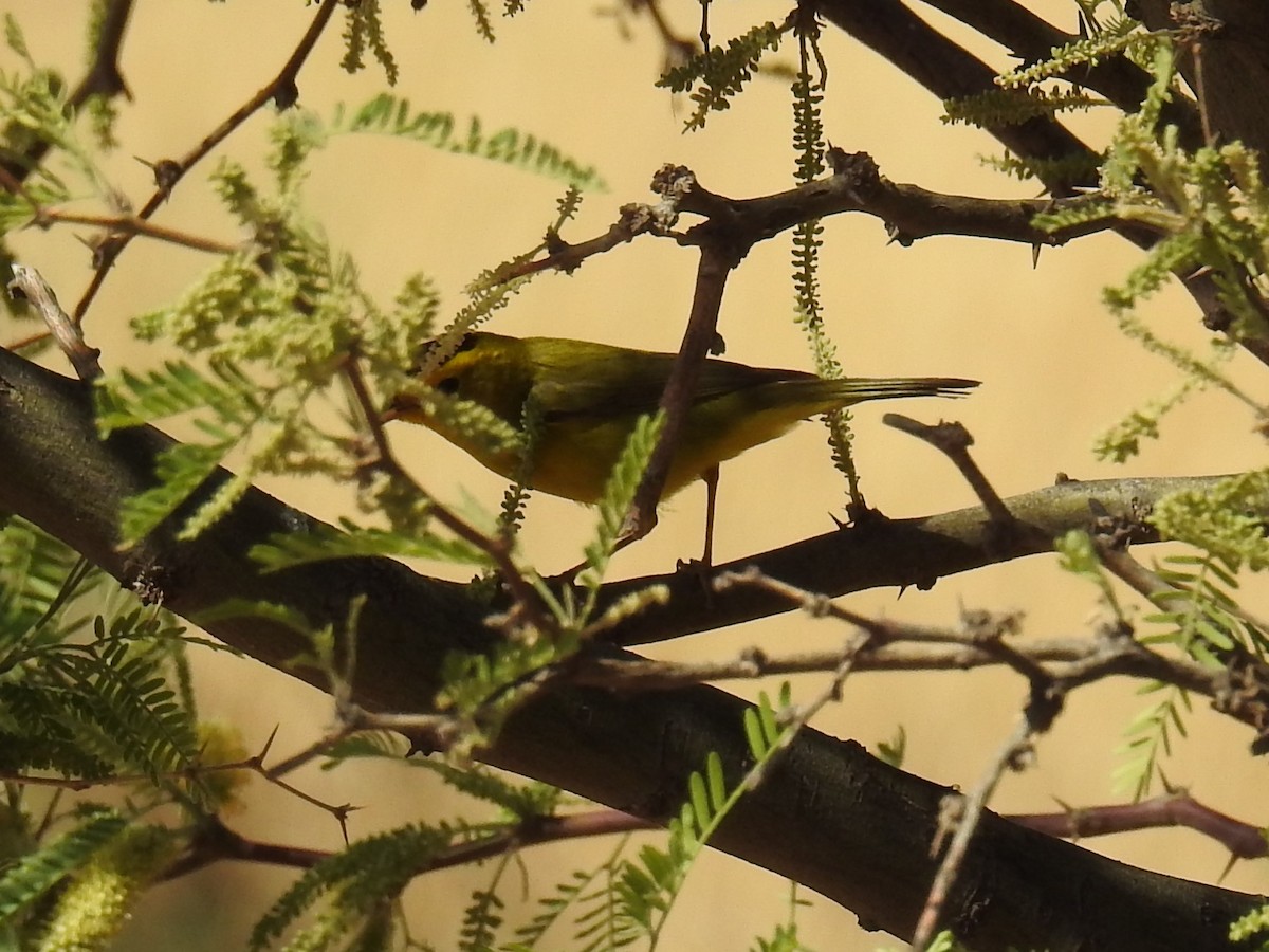 Wilson's Warbler - ML441632491