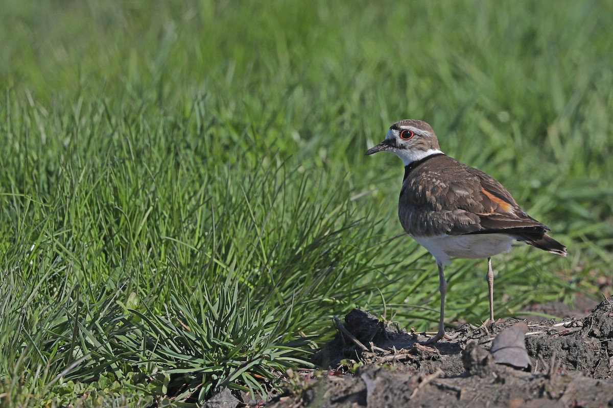 Killdeer - Julie Blue