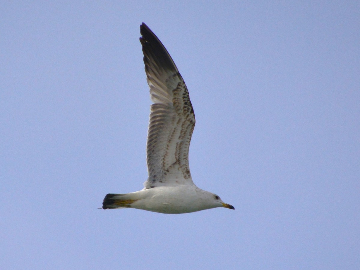 tanımsız Larus sp. - ML441633881