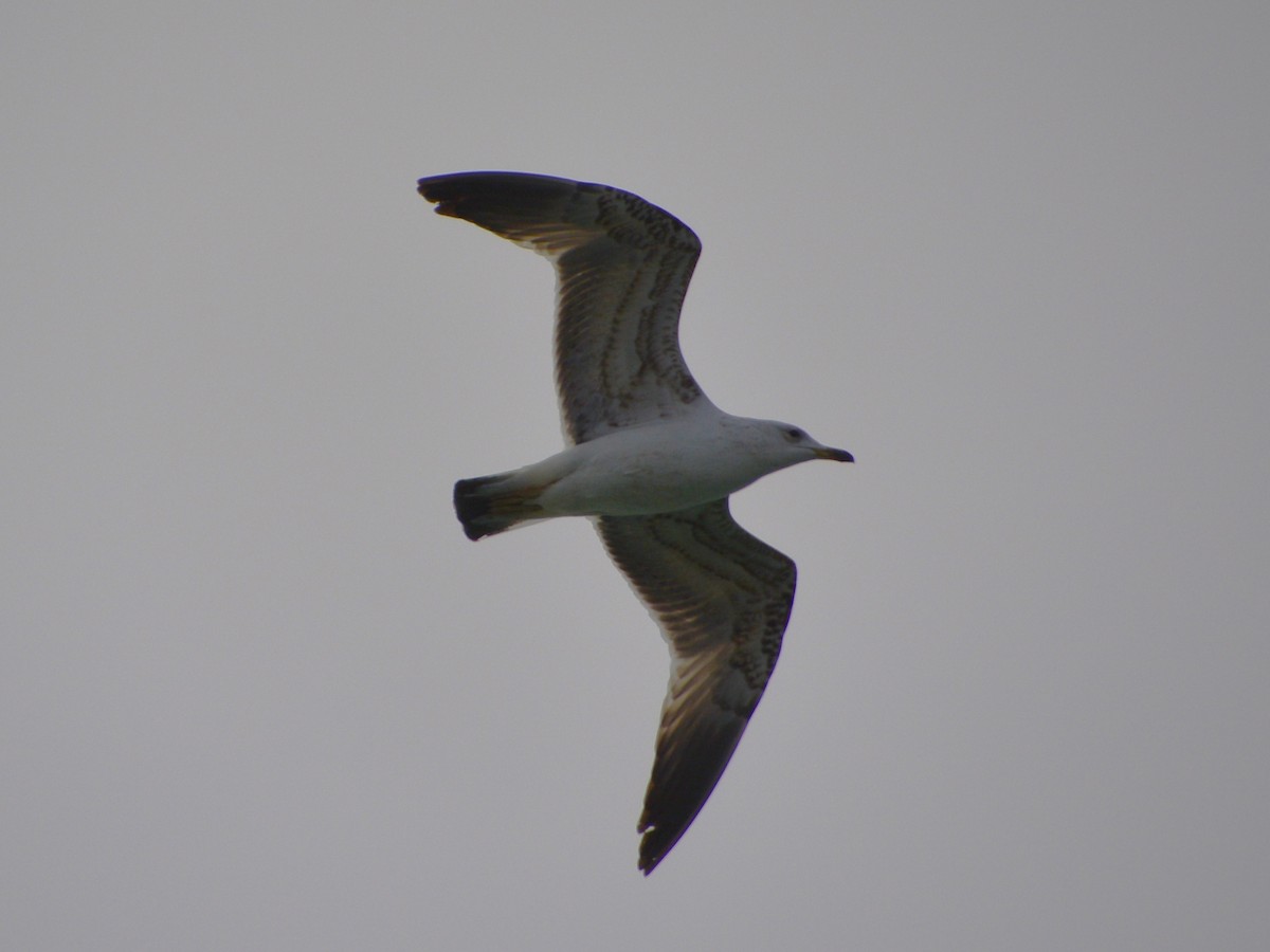 Larus sp. - ML441633891