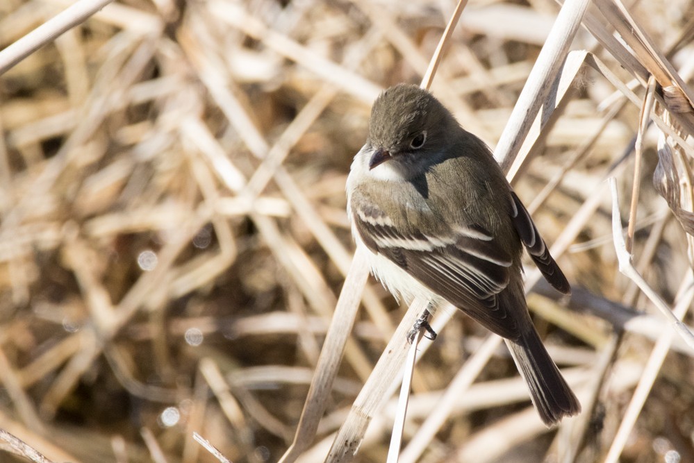 Least Flycatcher - ML441639551