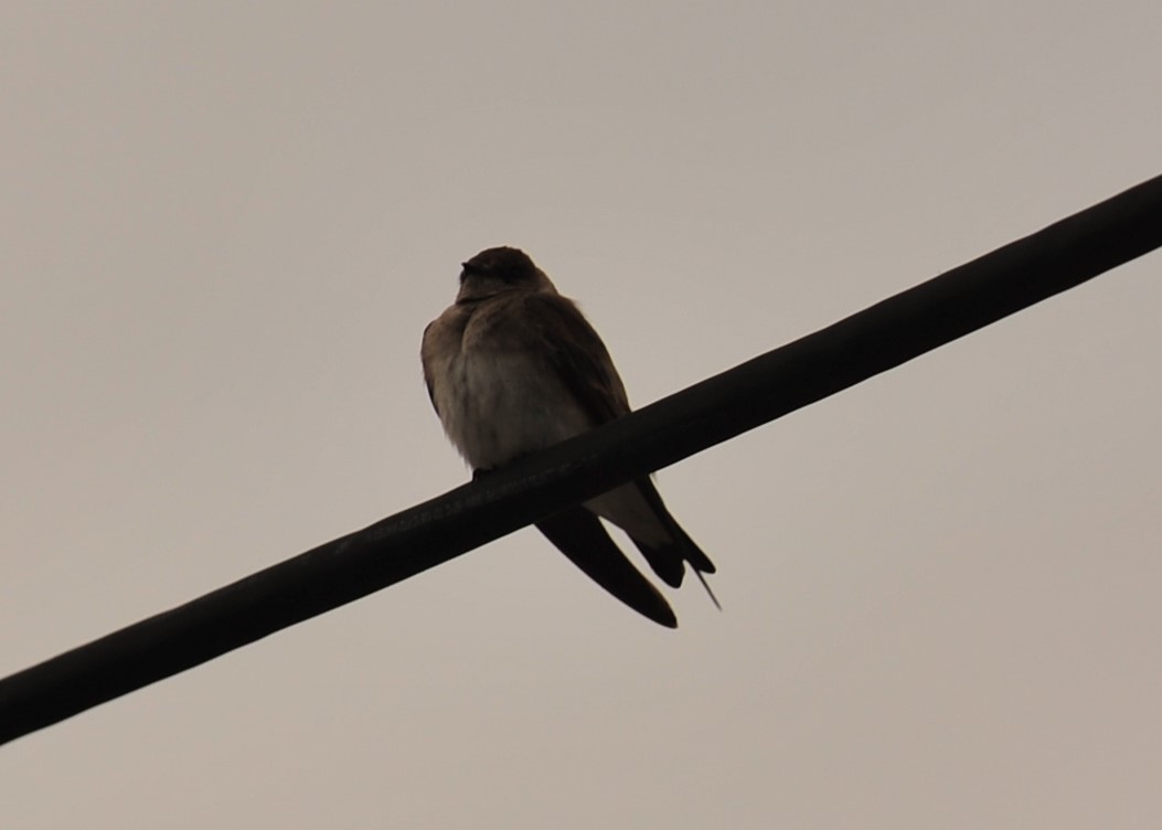 Northern Rough-winged Swallow - ML441640031