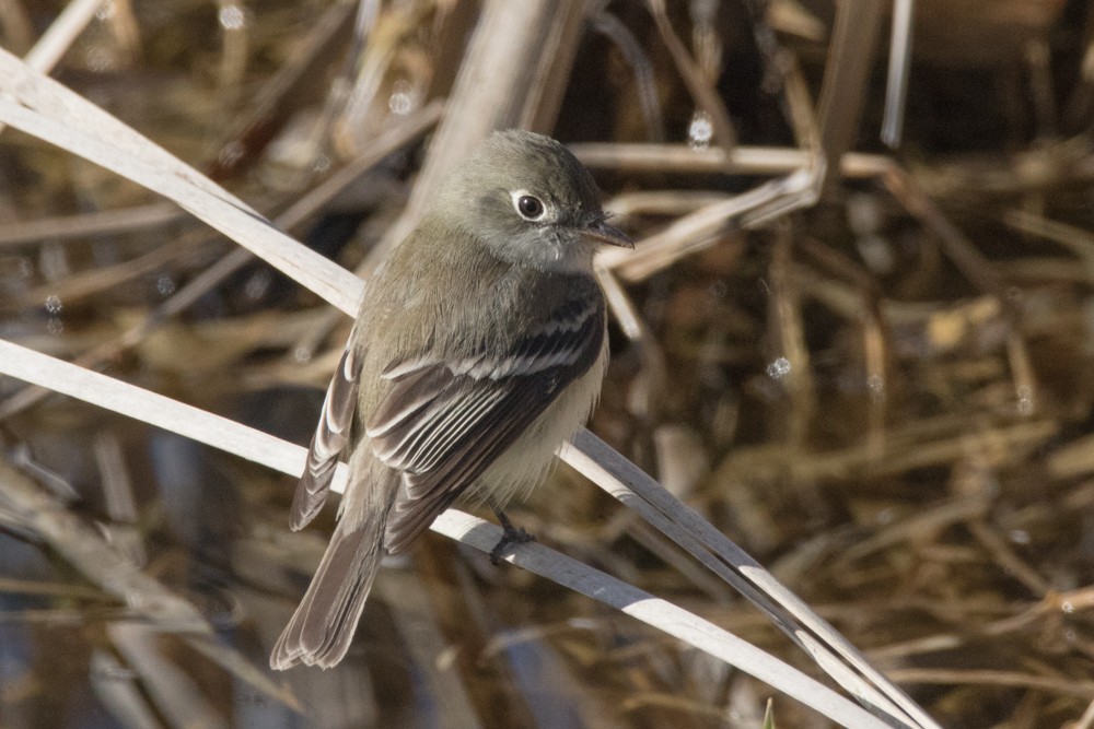 Least Flycatcher - ML441640161