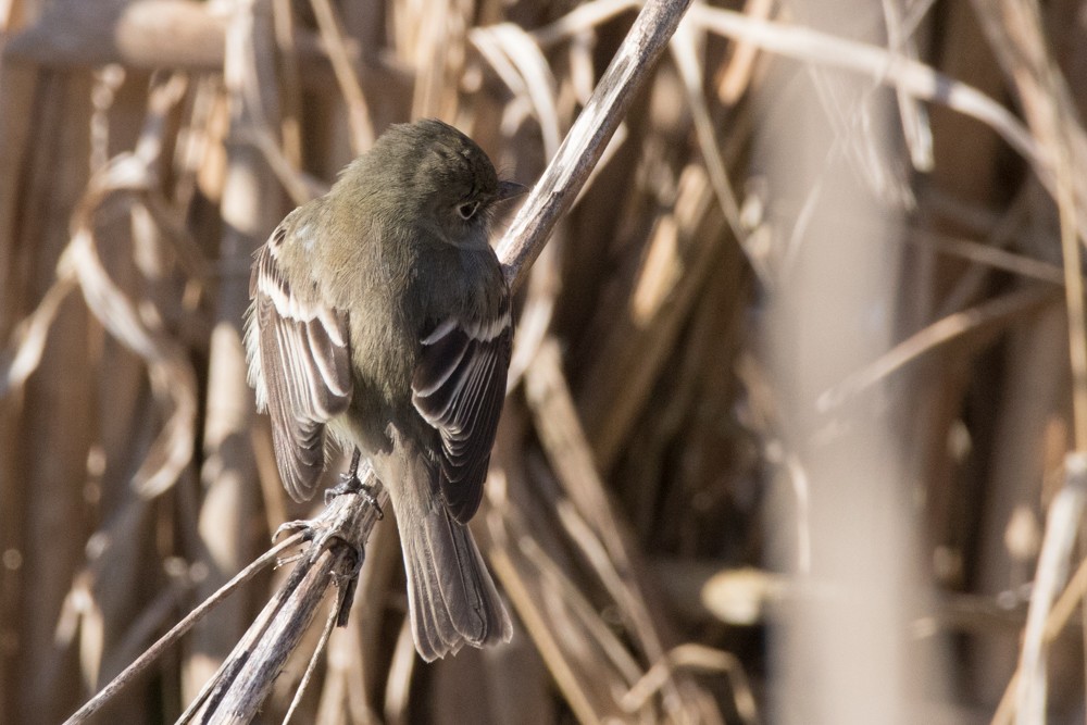 Least Flycatcher - ML441640271