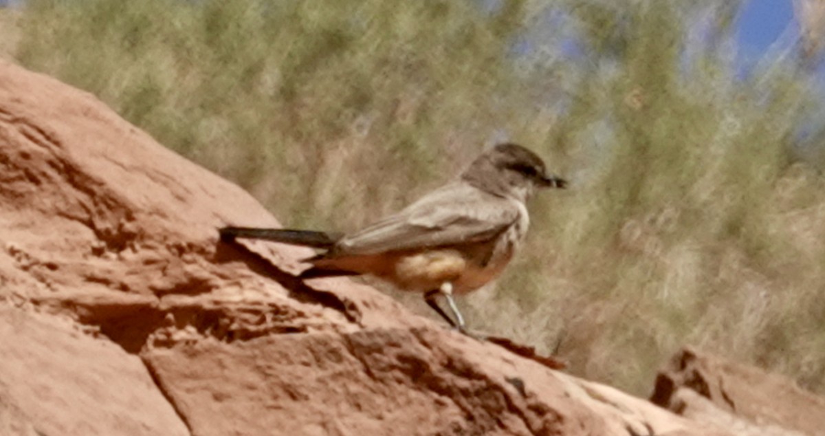 Say's Phoebe - ML441641191