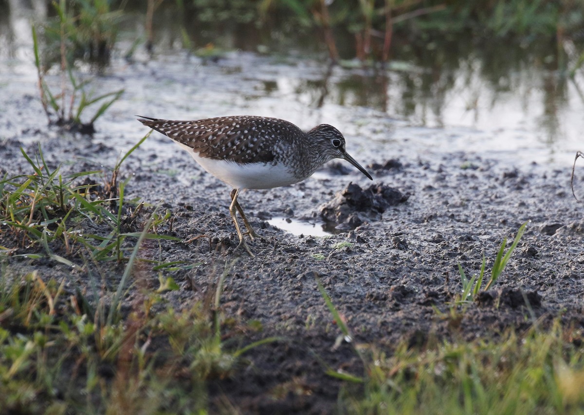 eremittsnipe - ML441641481