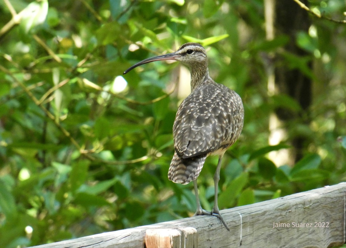 Whimbrel - jaime  suarez mejia