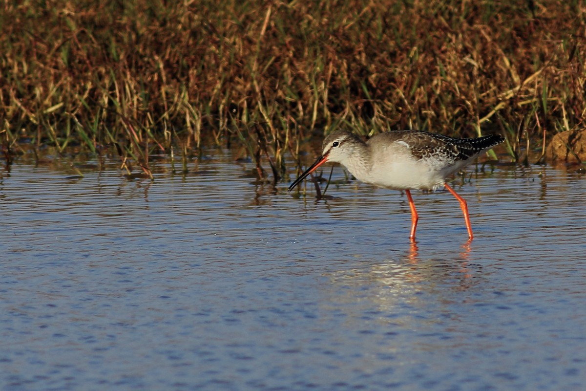 Spotted Redshank - ML44164211