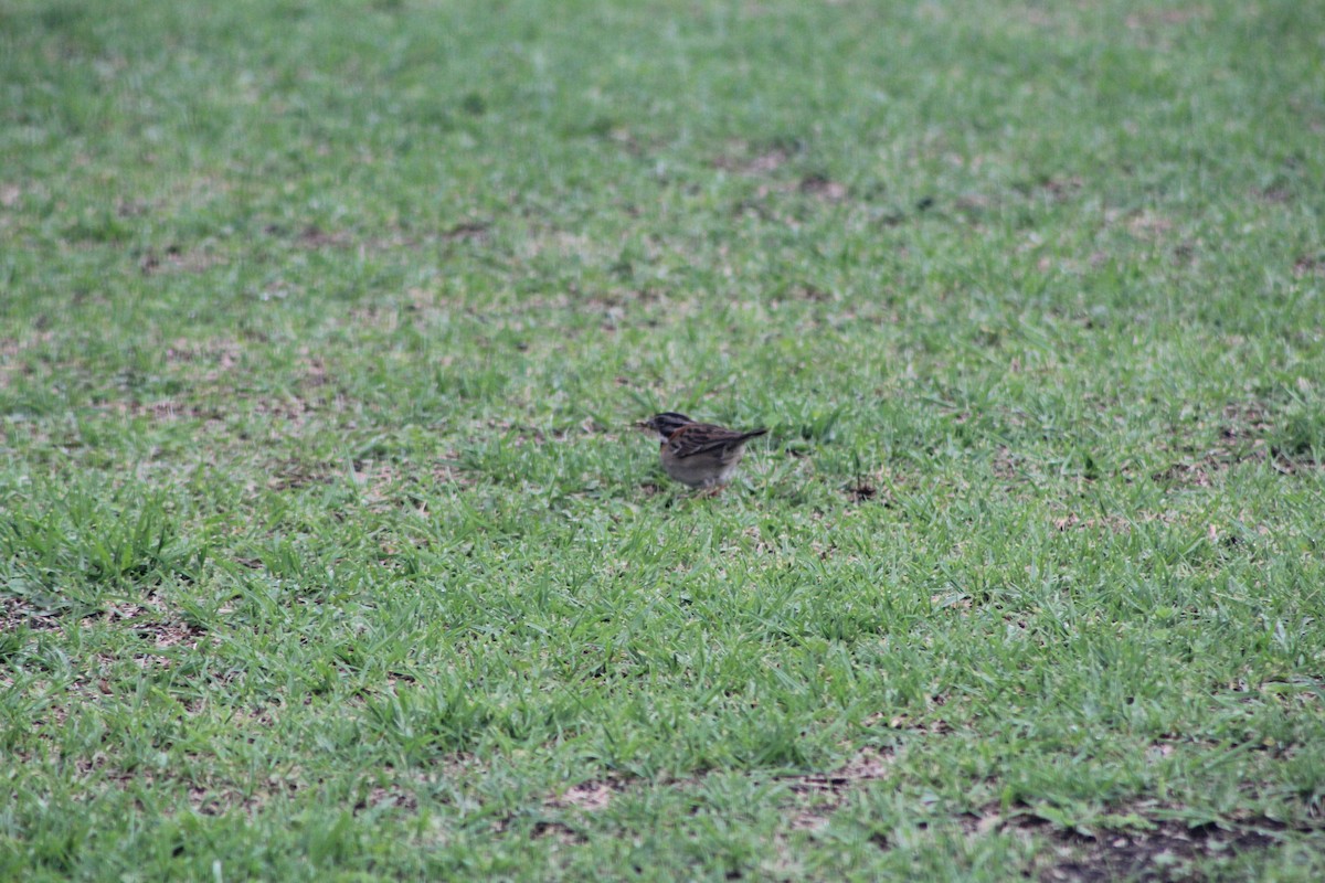 Rufous-collared Sparrow - ML441642221