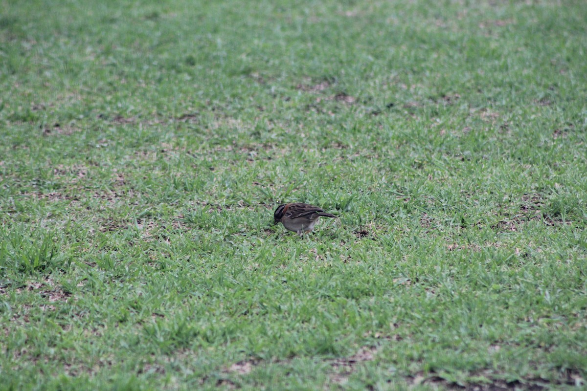 Rufous-collared Sparrow - ML441642231