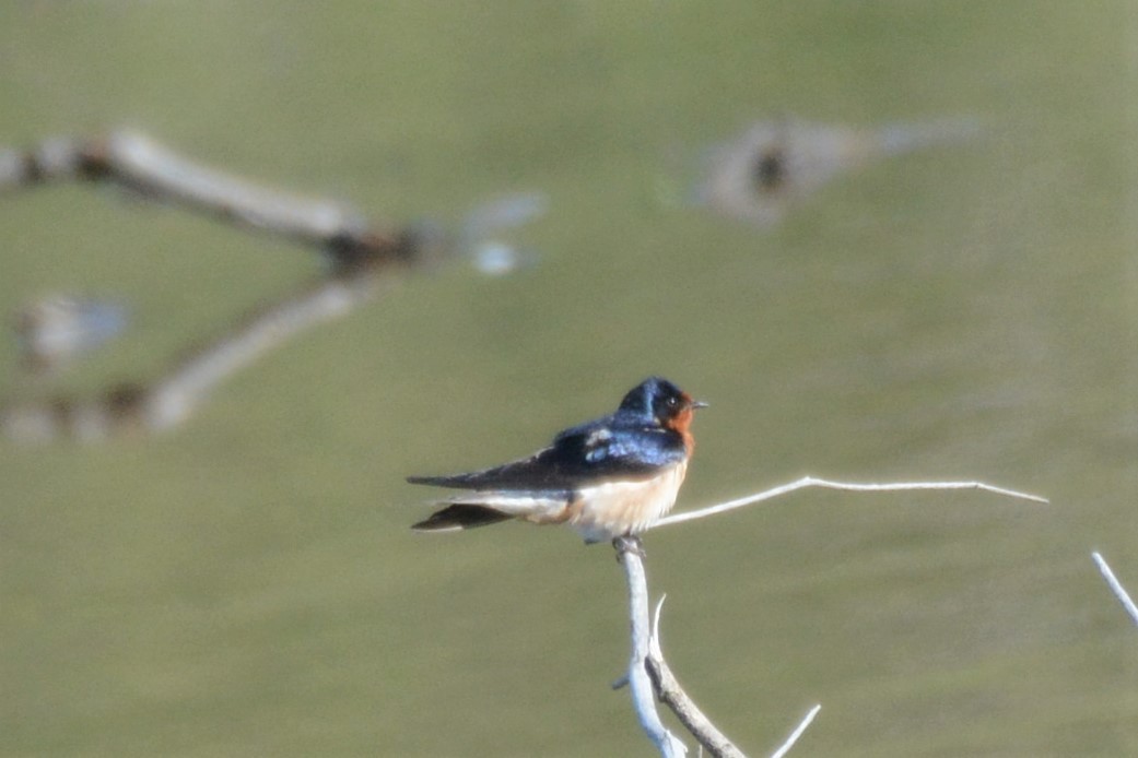 Barn Swallow - ML441642401