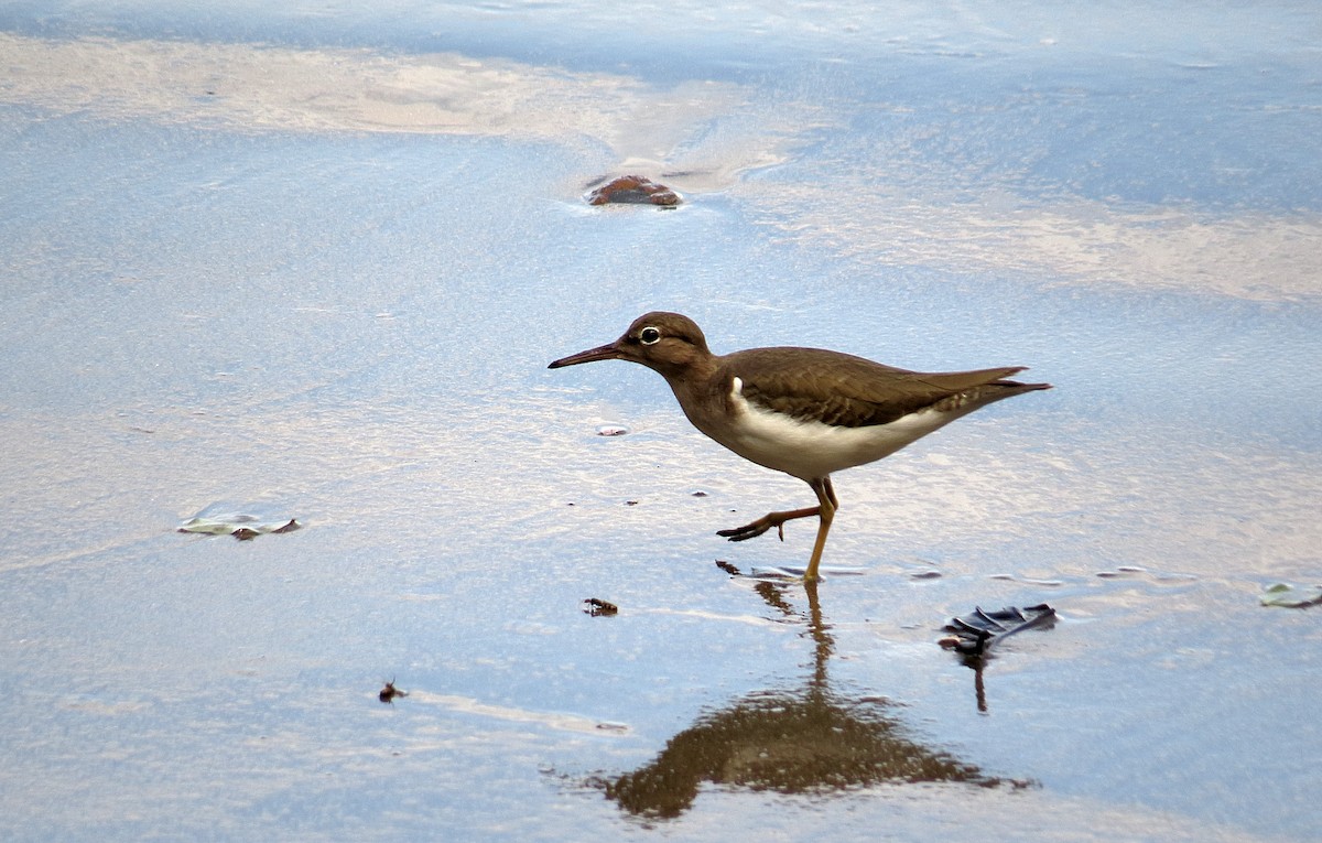 Spotted Sandpiper - ML44164431