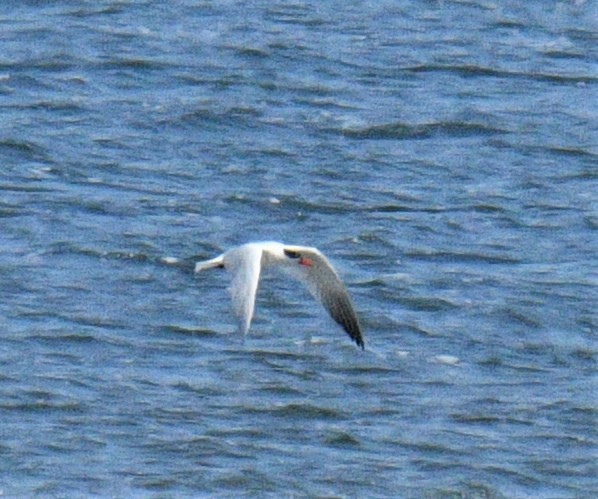 Caspian Tern - ML441645531